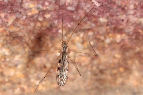 Réf. 322 347 : Dicranomyia sp.